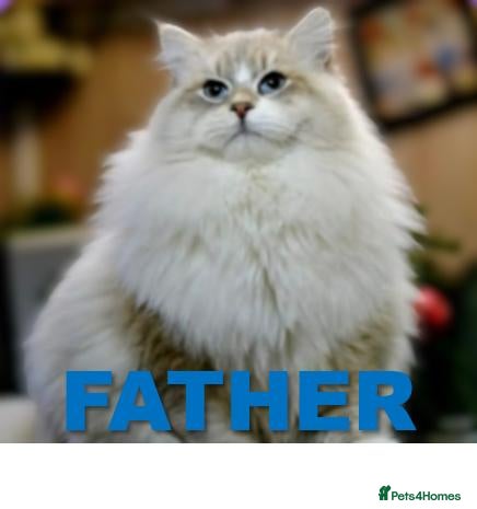 Siberian cats Sunshine TICA Siberian from Health Tested Parents - Advert 1