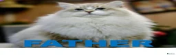 Siberian cats for sale: Sunshine TICA Siberian from Health Tested Parents in Norwich - Advert 7