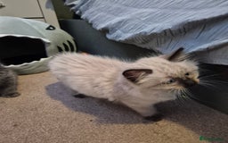Ragdoll cats for sale: Gorgeous part ragdolls looking for loving homes! - Image 18