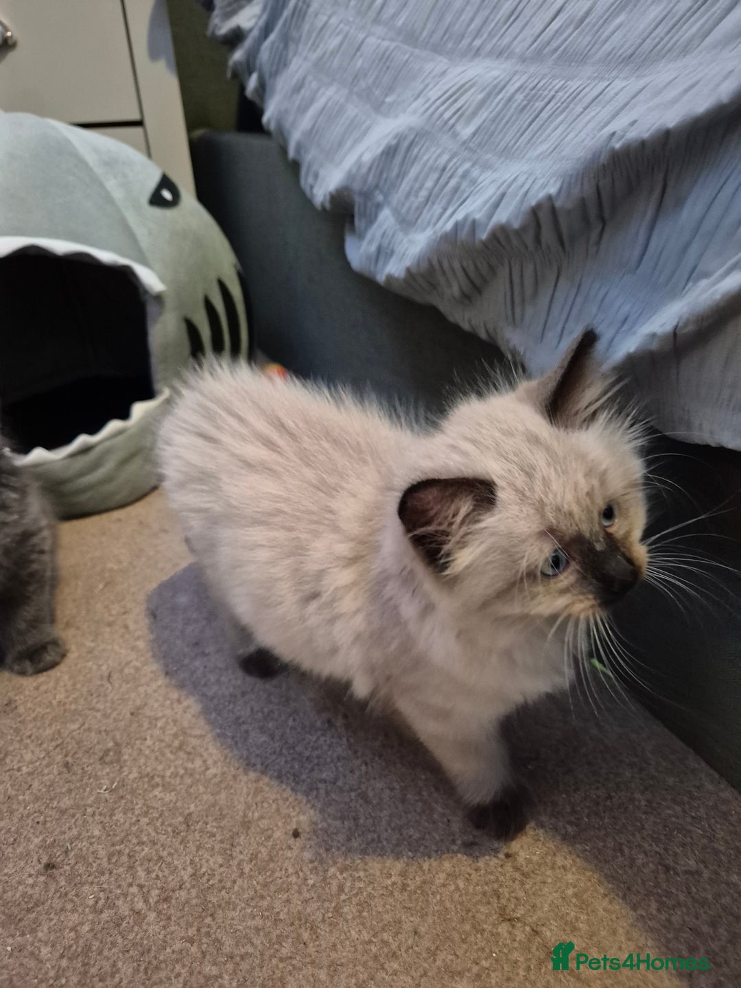 Ragdoll cats for sale: Gorgeous part ragdolls looking for loving homes! - Image 18