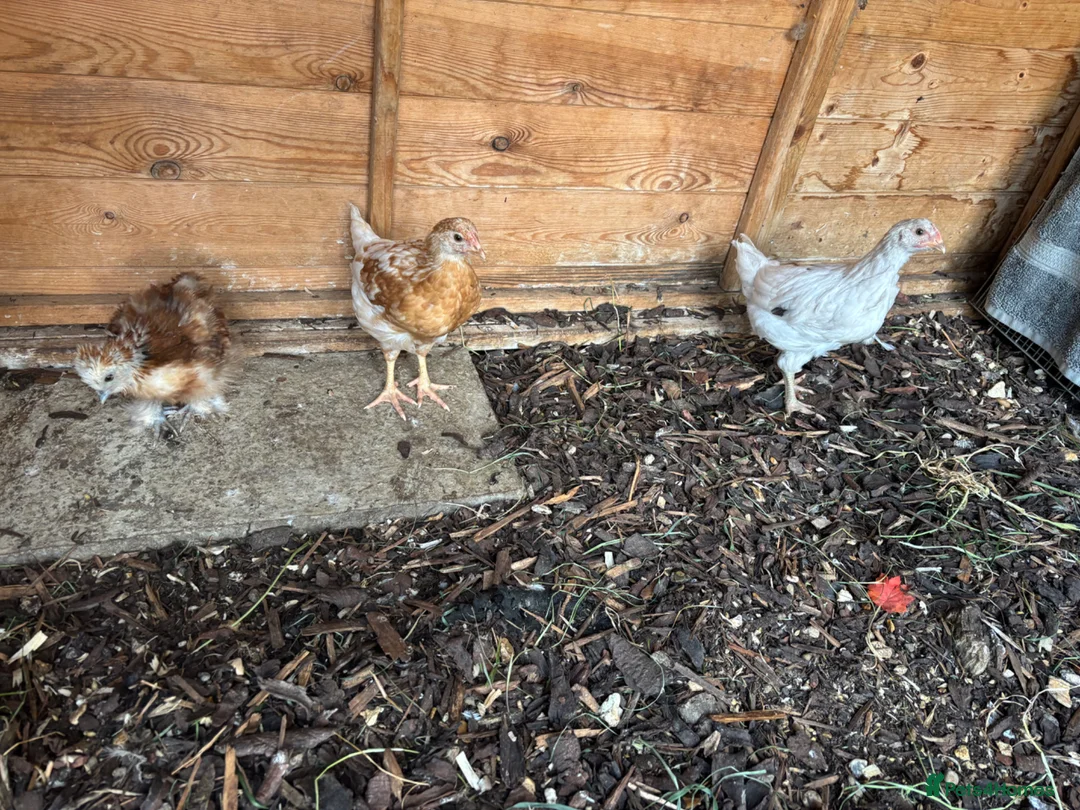 Chickens poultry for sale: X2 Female & x1 Male chickens for sale  in Ormskirk - Advert 2