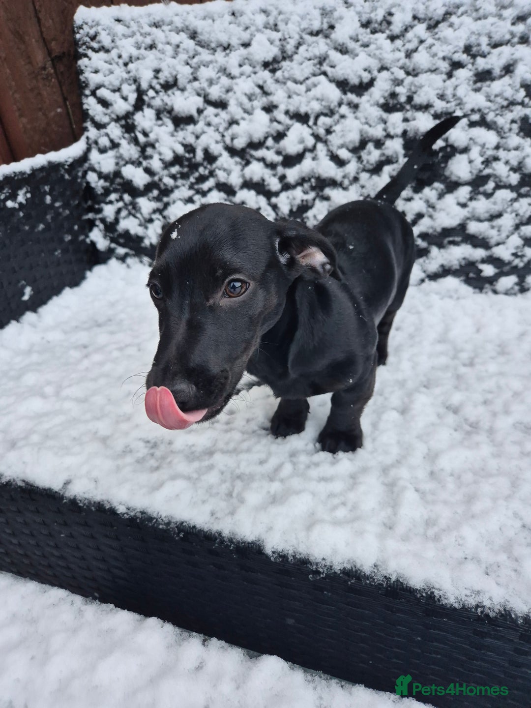 Mixed Breed dogs for sale: Puppy - Advert 4