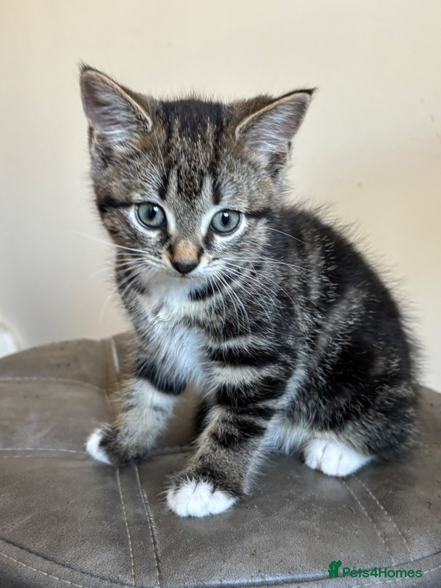 Mixed Breed cats Beautiful Tabby Kittens - Ready to go - Advert 5