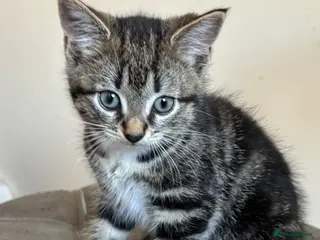 Mixed Breed cats Beautiful Tabby Kittens - Ready to go - Advert 5