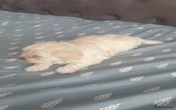Bichon Frise dogs for sale: Bishon poppy's available  - Image 10
