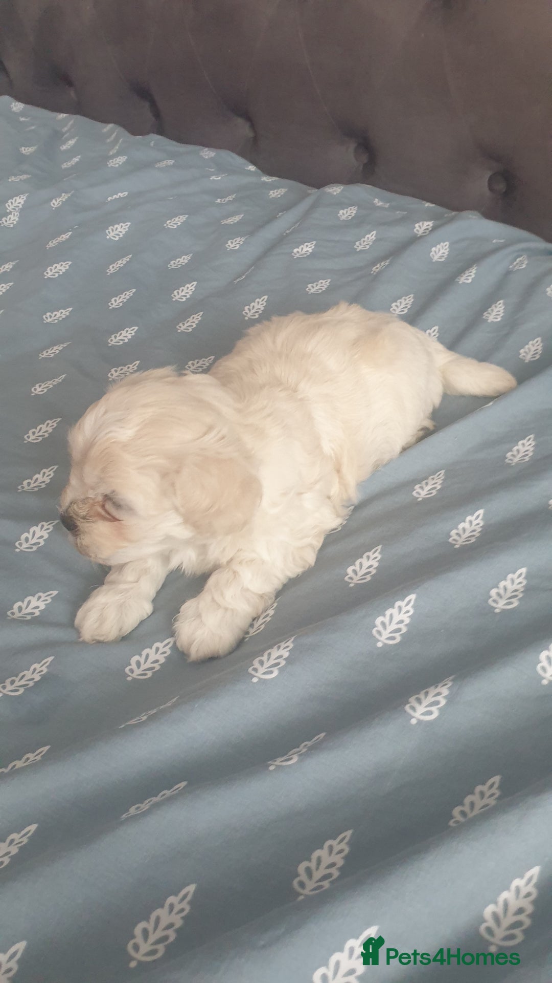 Bichon Frise dogs for sale: Bishon poppy's available  - Image 10