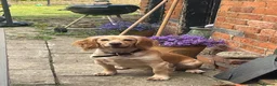 Cocker Spaniel dogs for sale: KC Reg Cocker Spaniel Puppies in Chippenham - Advert 3