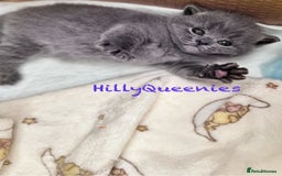 British Shorthair cats for sale: British Shorthair 5th Gen Pedigree kittens🐾 - Image 6