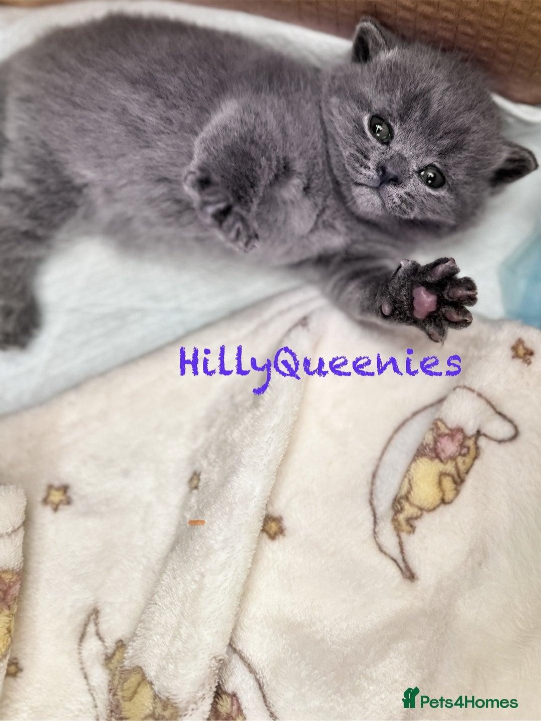 British Shorthair cats for sale: British Shorthair 5th Gen Pedigree kittens🐾 - Image 6