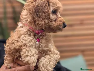 Cavapoochon dogs for sale: Cavapoochon puppies - Advert 1