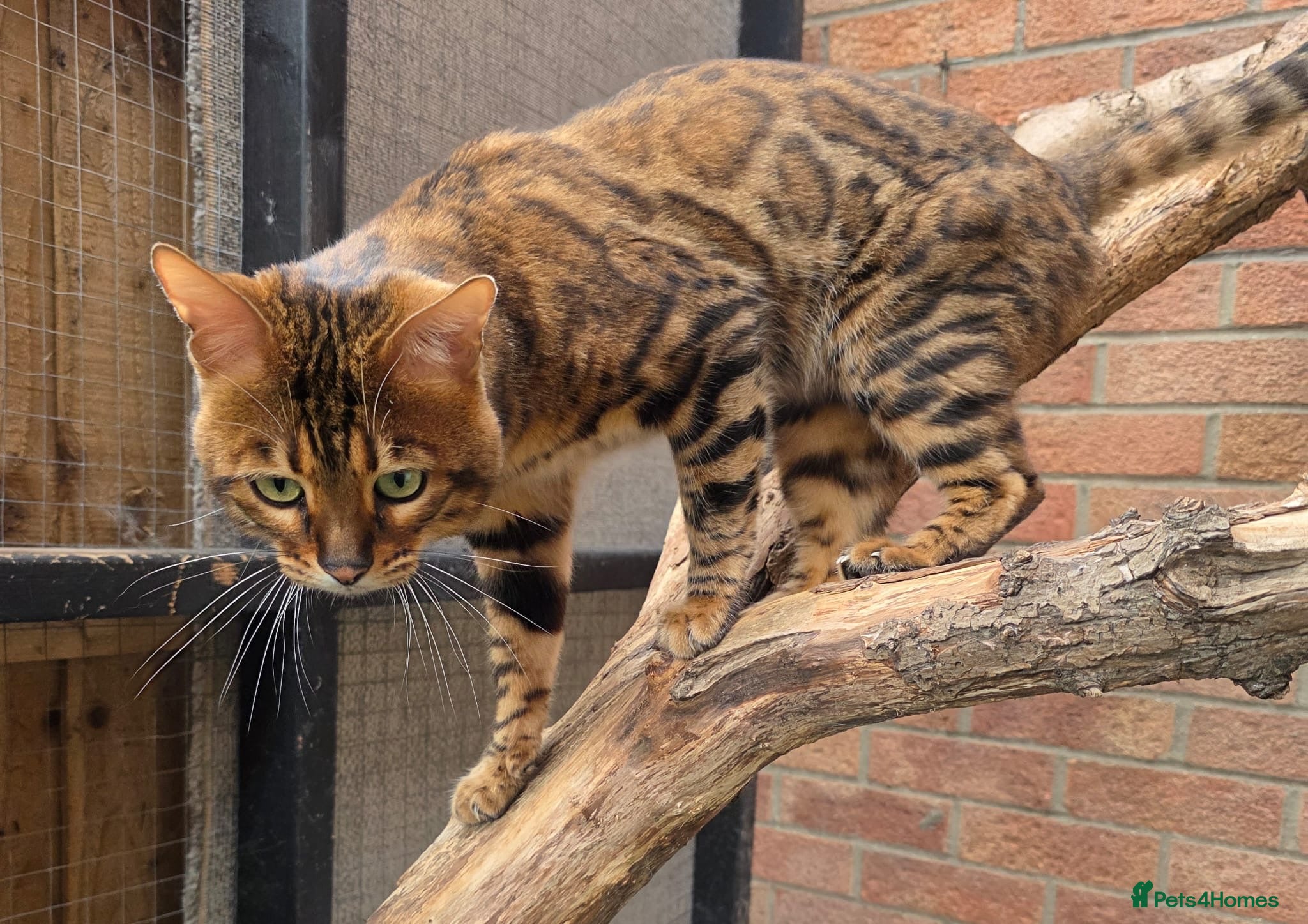 Bengal cats Adorable pure Bengal boy❤️ for stud - Advert 12