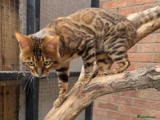 Bengal cats Adorable pure Bengal boyโค๏ธ for stud - Advert 12