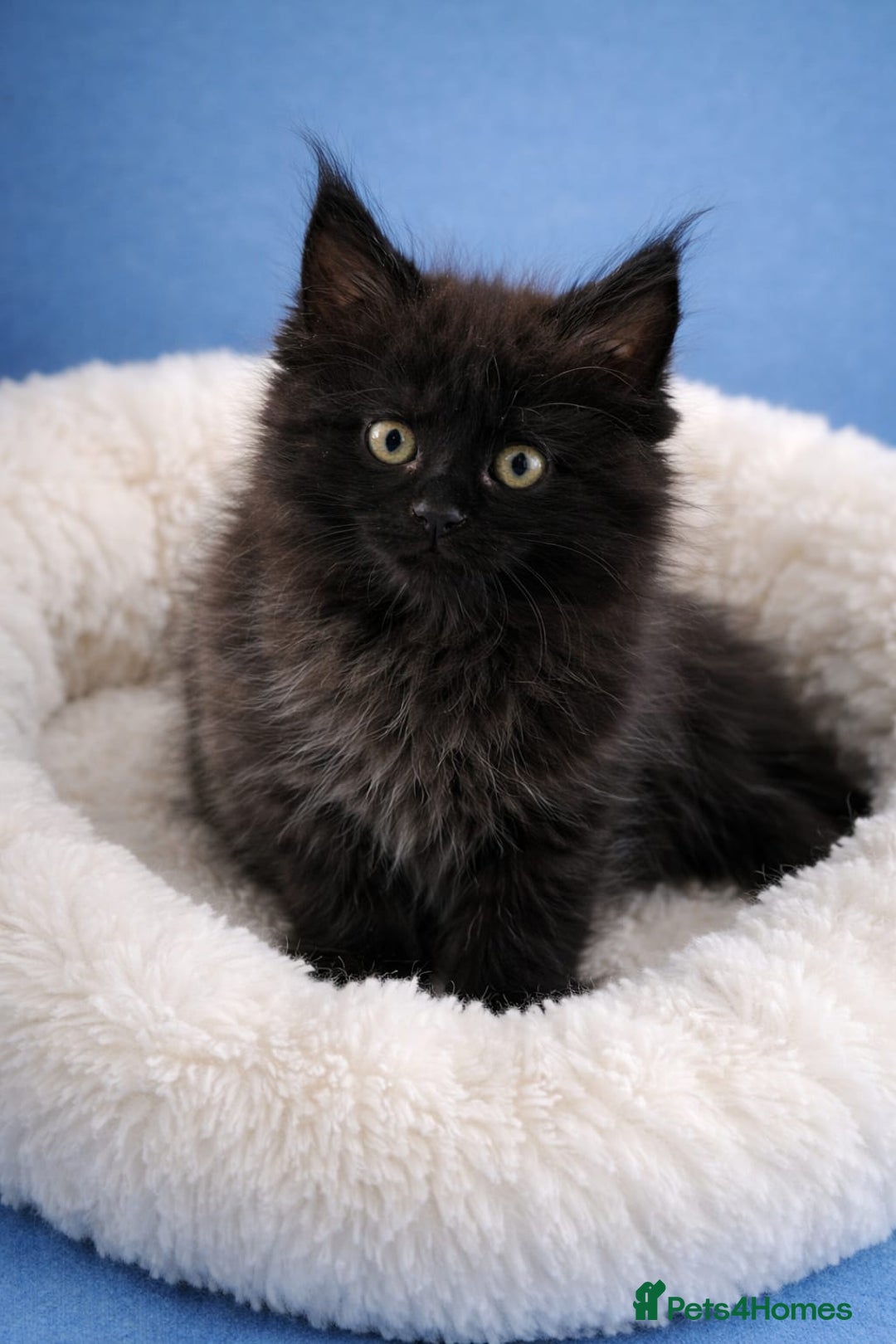 Maine Coon cats for sale: 3 male kittens now ready - Advert 3