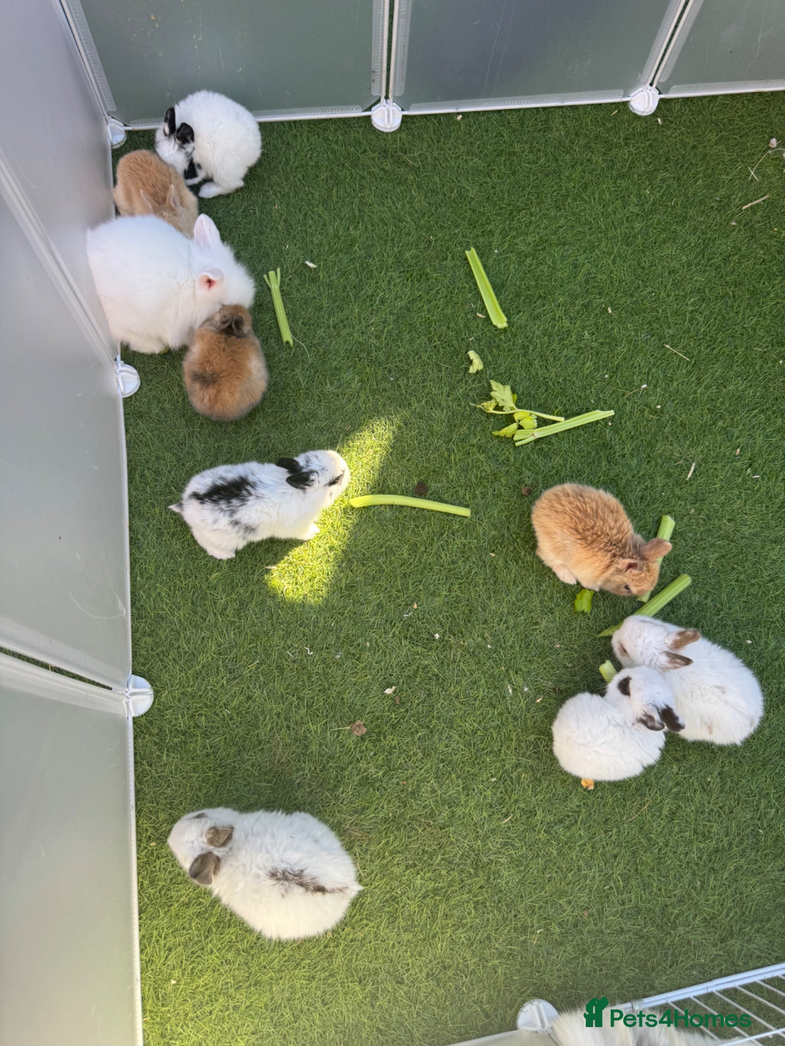 Mixed Breed rabbits Baby Rabbits Ready May - Advert 12