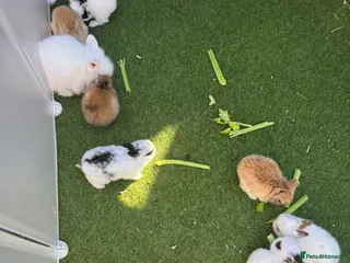 Mixed Breed rabbits Baby Rabbits Ready May - Advert 19