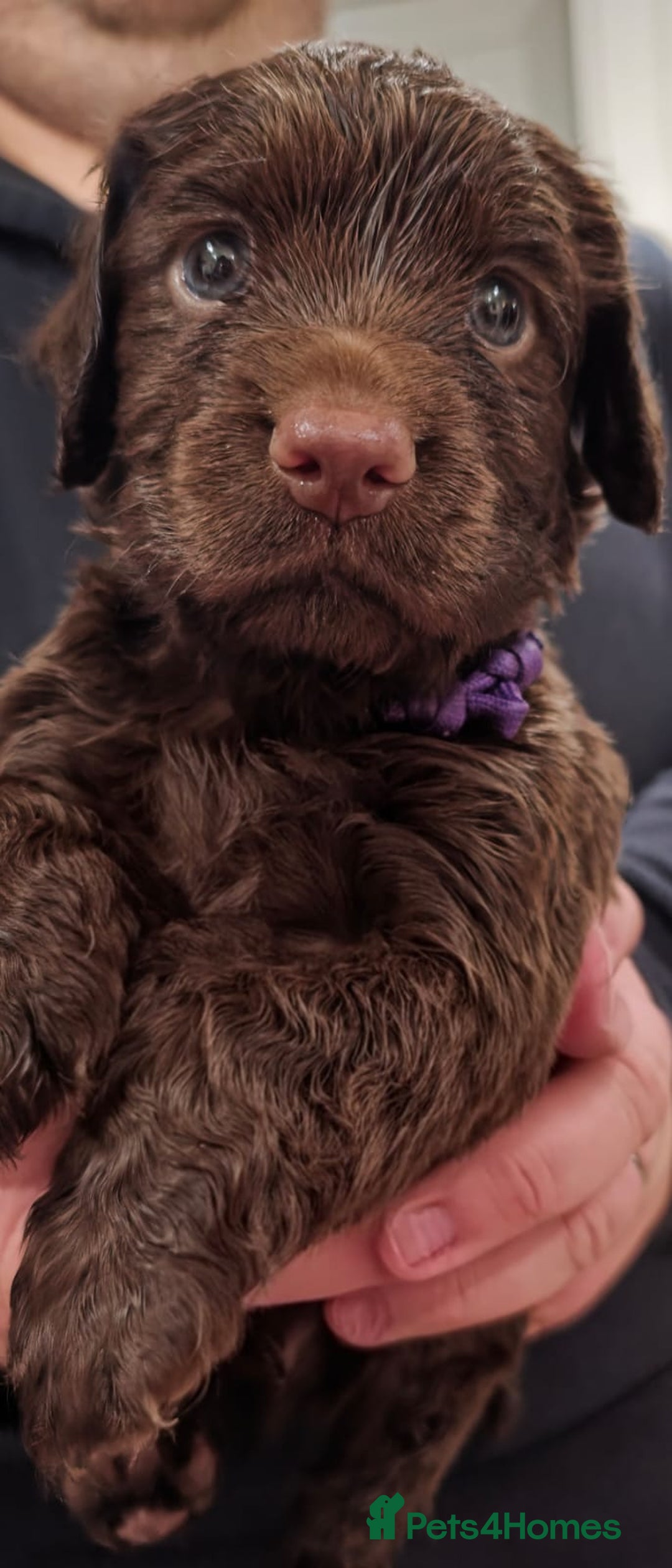 Cocker Spaniel dogs for sale: Ready now🐶X1 boy left🐶working cocker spaniel - Image 13