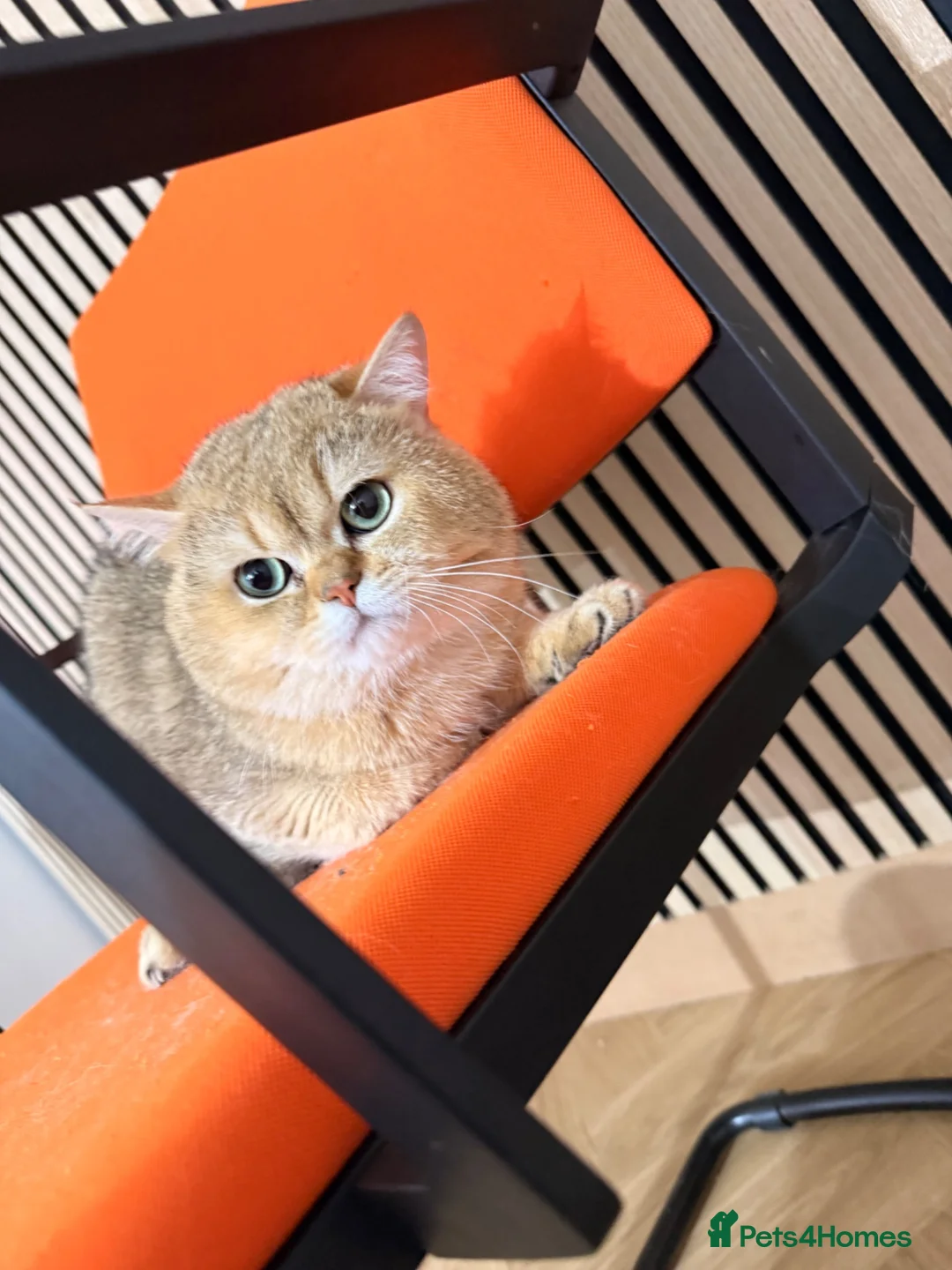 British Shorthair cats for stud: BSH NY12 beautiful boy emerald eyes - Advert 2