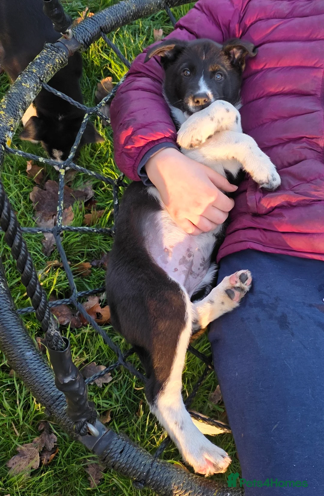 Border Collie dogs for sale: 🐾 Border Collie Pups - 1 Boy Available 🐾 - Advert 7