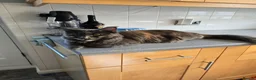 Maine Coon cats for sale: Maine Coon Kittens / Cat - Advert 1