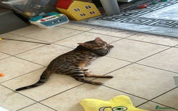 Bengal cats for sale: 2 cat bengal - Image 4