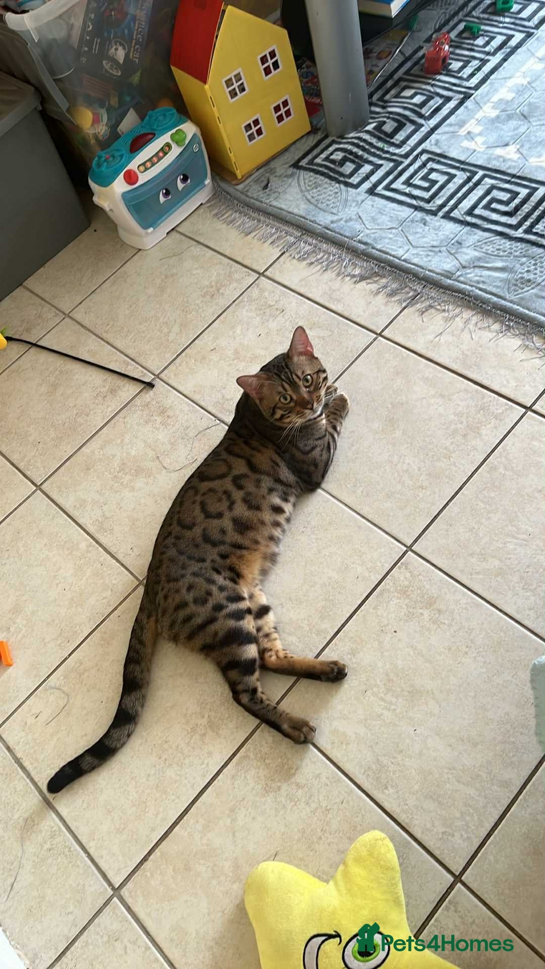 Bengal cats for sale: 2 cat bengal - Image 4