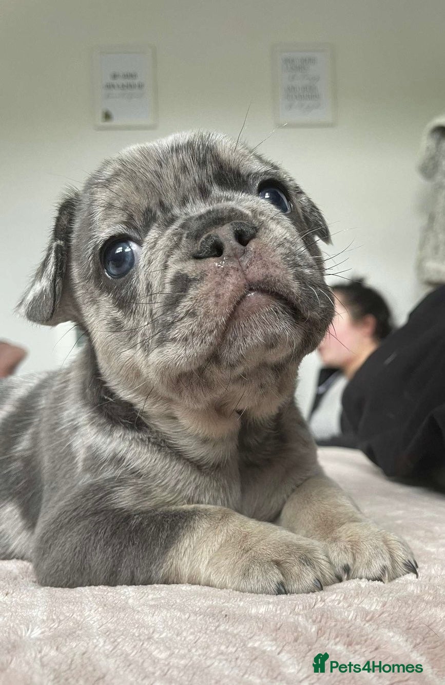 French Bulldog dogs French Bulldog, only 1 girl left - Advert 14