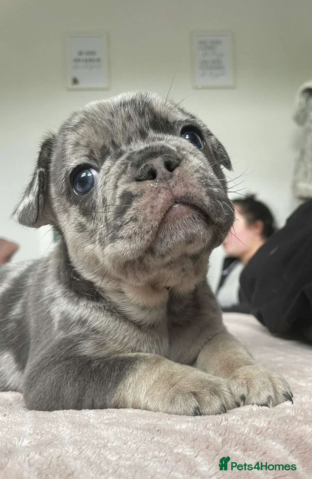 French Bulldog dogs for sale: French Bulldog, only 1 girl left - Advert 1