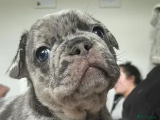French Bulldog dogs French Bulldog, only 1 girl left - Advert 14