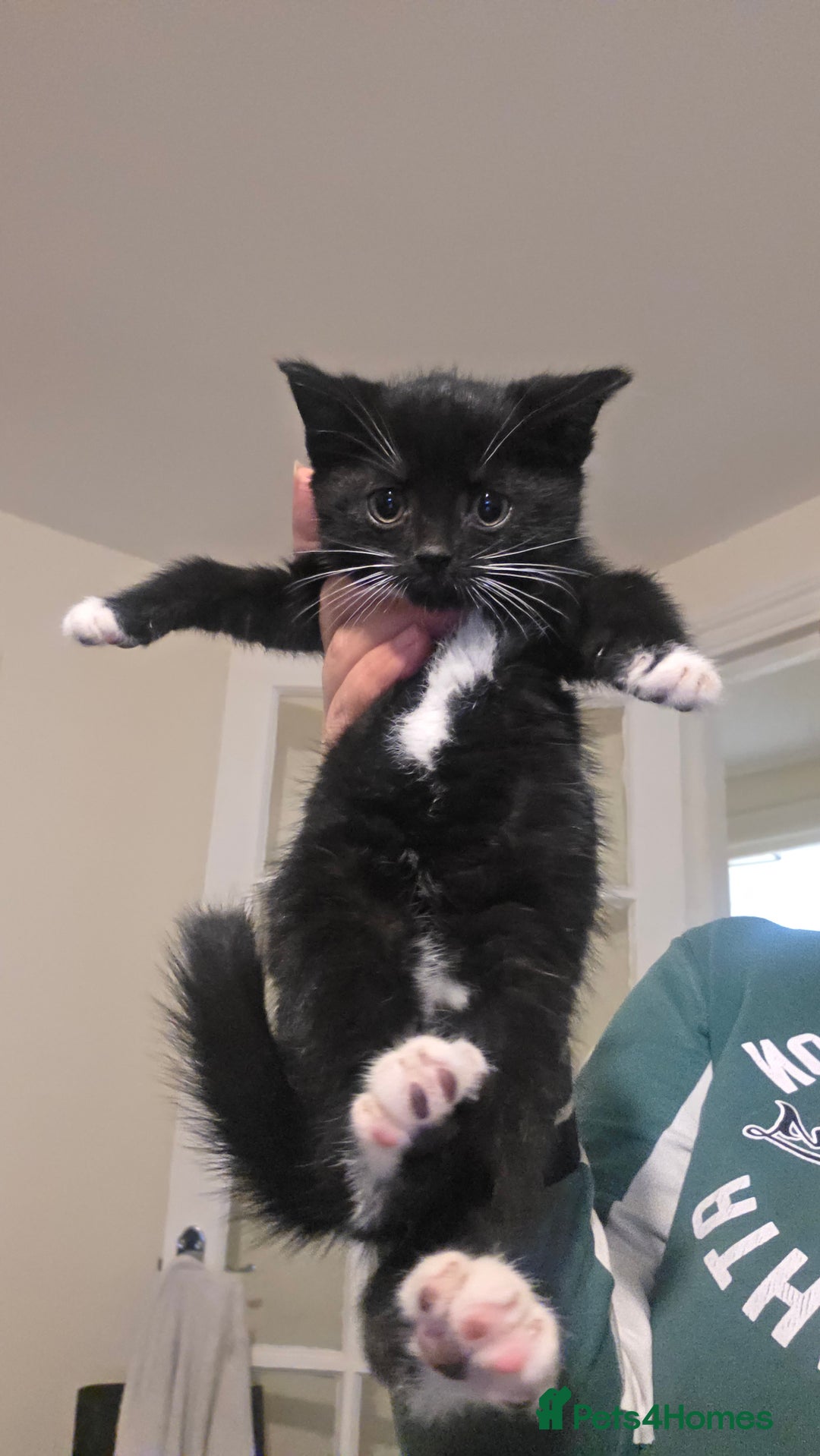 Mixed Breed cats for sale: Adorable kittens - Advert 4