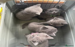 British Shorthair cats for sale: Female pure British shorthair kittens - Image 5