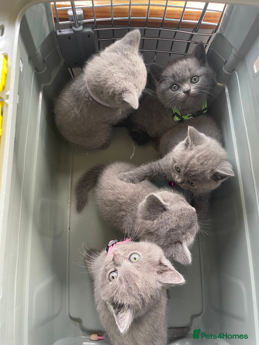 British Shorthair cats for sale: Female pure British shorthair kittens - Image 5