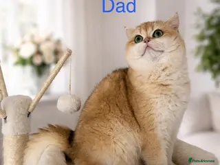 British Shorthair cats 💙 Amazing Golden Ny12 British Shorthair Boy 💙 - Advert 1