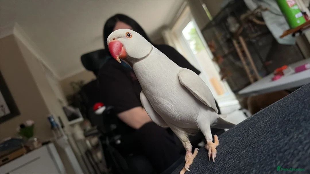 Ringnecks birds for sale: Albino Indian Ringneck  - Advert 1