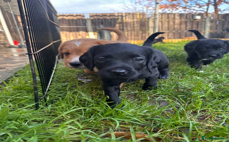 Mixed Breed dogs Adorable Labrador x Cavapoo Puppies. - Advert 2