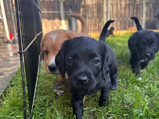 Mixed Breed dogs Adorable Labrador x Cavapoo Puppies. - Advert 5