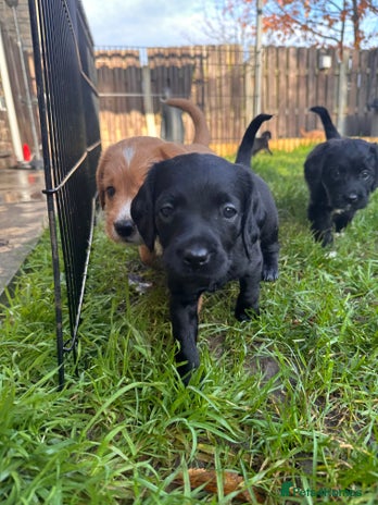Mixed Breed dogs Adorable Labrador x Cavapoo Puppies. - Advert 2