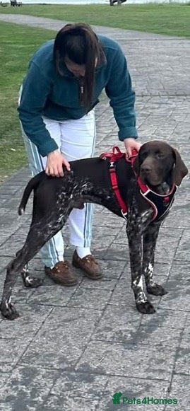 German Shorthaired Pointer dogs for sale: Kc female GSP - Advert 2