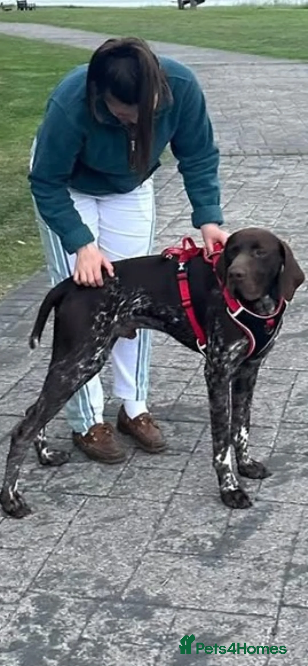 German Shorthaired Pointer dogs for sale: Kc female GSP - Advert 2