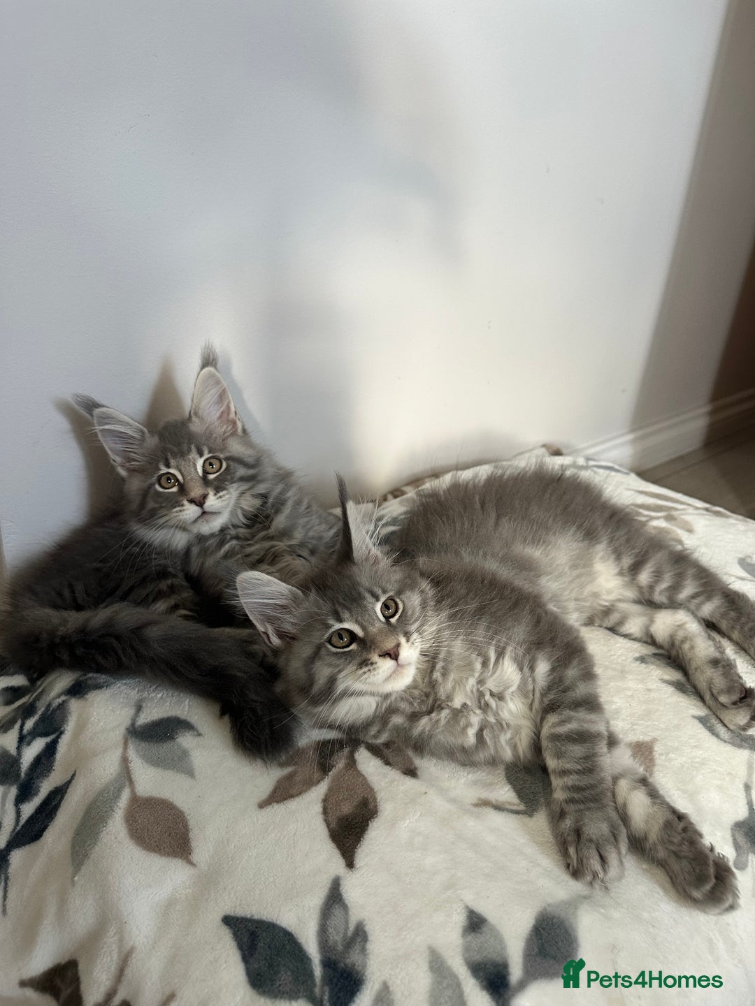 Maine Coon cats for sale: Gorgeous Pure Breed Maine Coon Kittens - Image 25