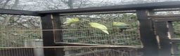 Budgerigars birds for sale: Budgies for sale in Telford - Advert 6