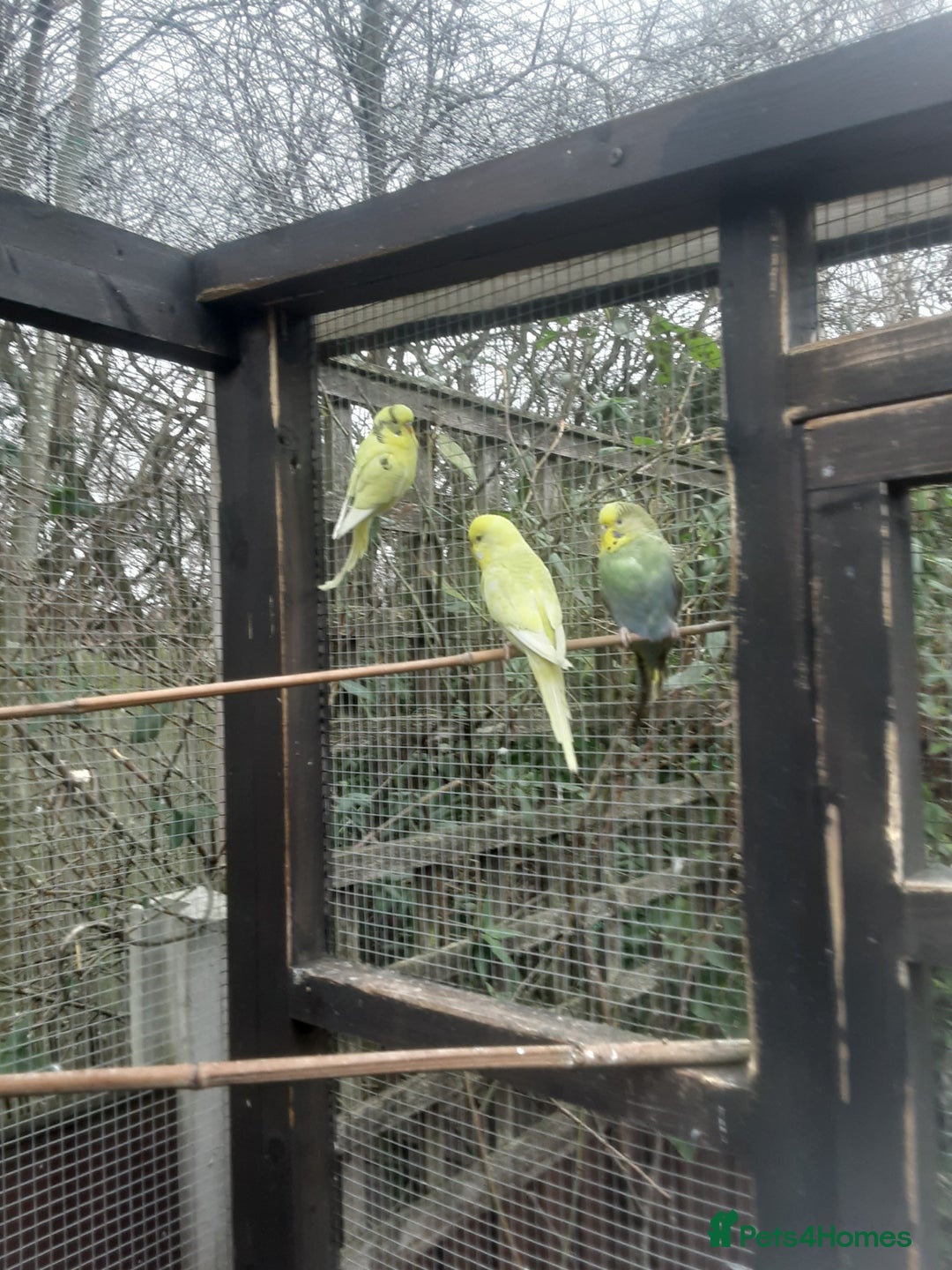 Budgerigars birds for sale: Budgies for sale in Telford - Advert 6