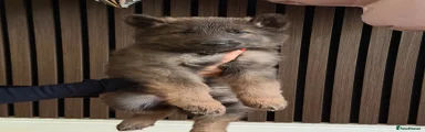 German Shepherd 3