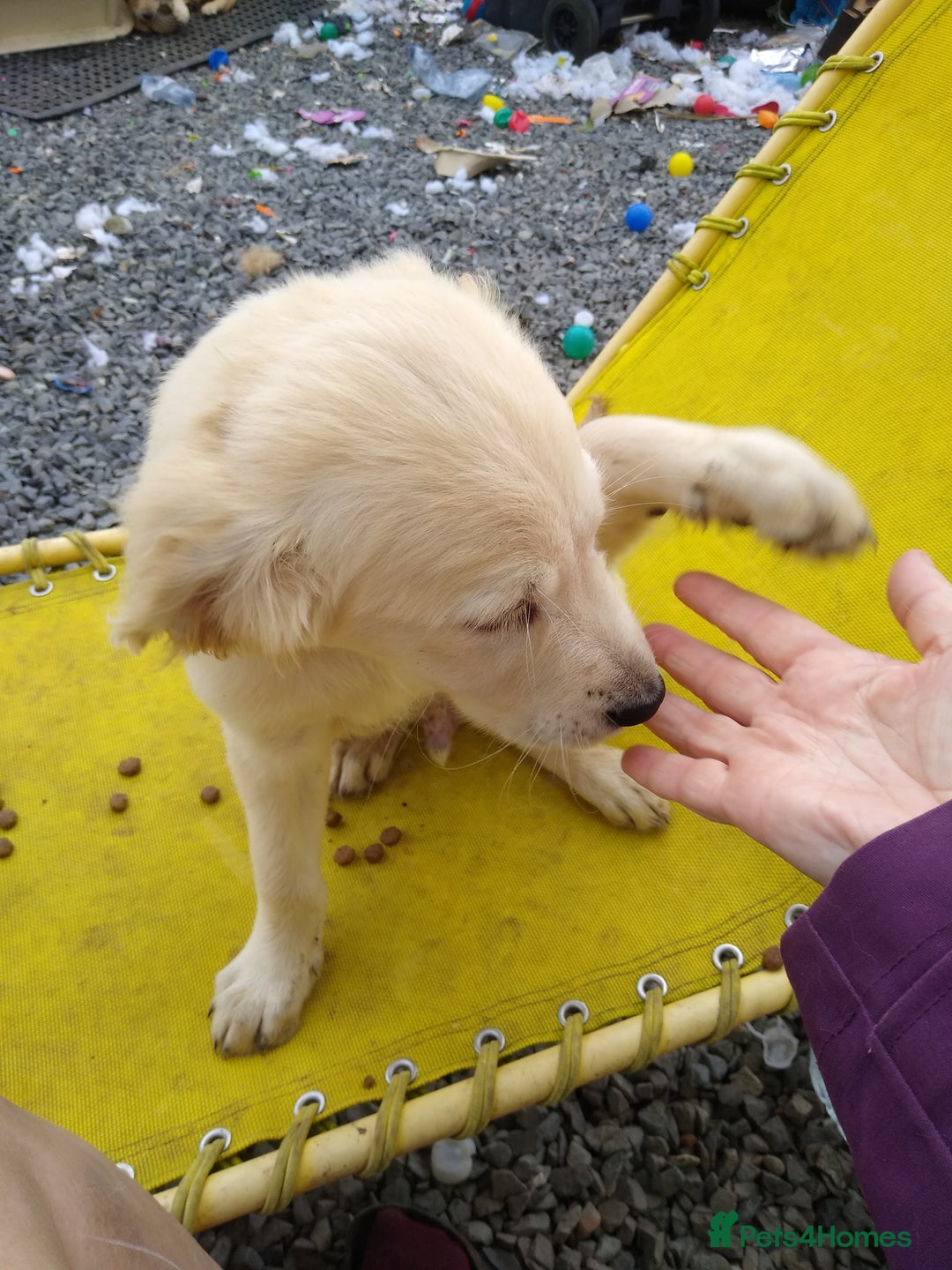 Golden Retriever dogs for sale: Wonderful,playful ,adventurous happy little furs😍 - Image 15