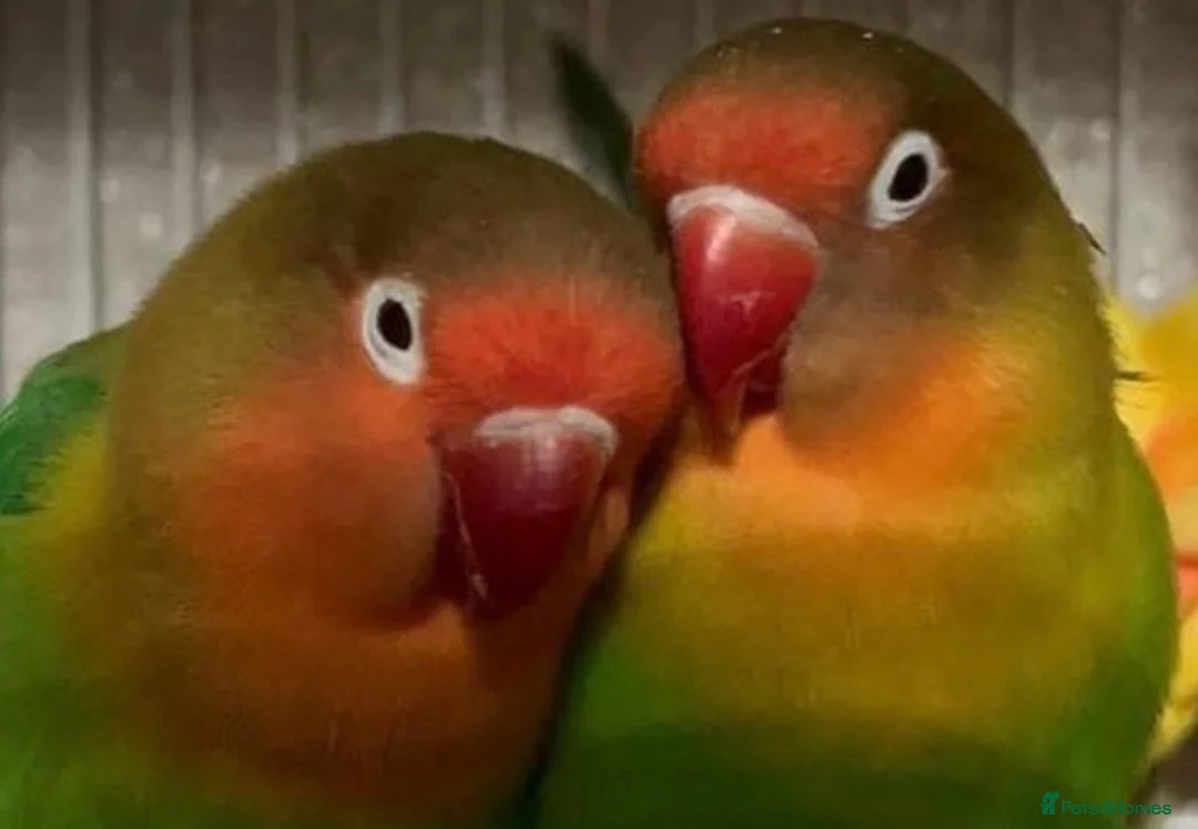 Lovebirds birds for sale: 2 lovebirds male and female in Reading - Advert 1