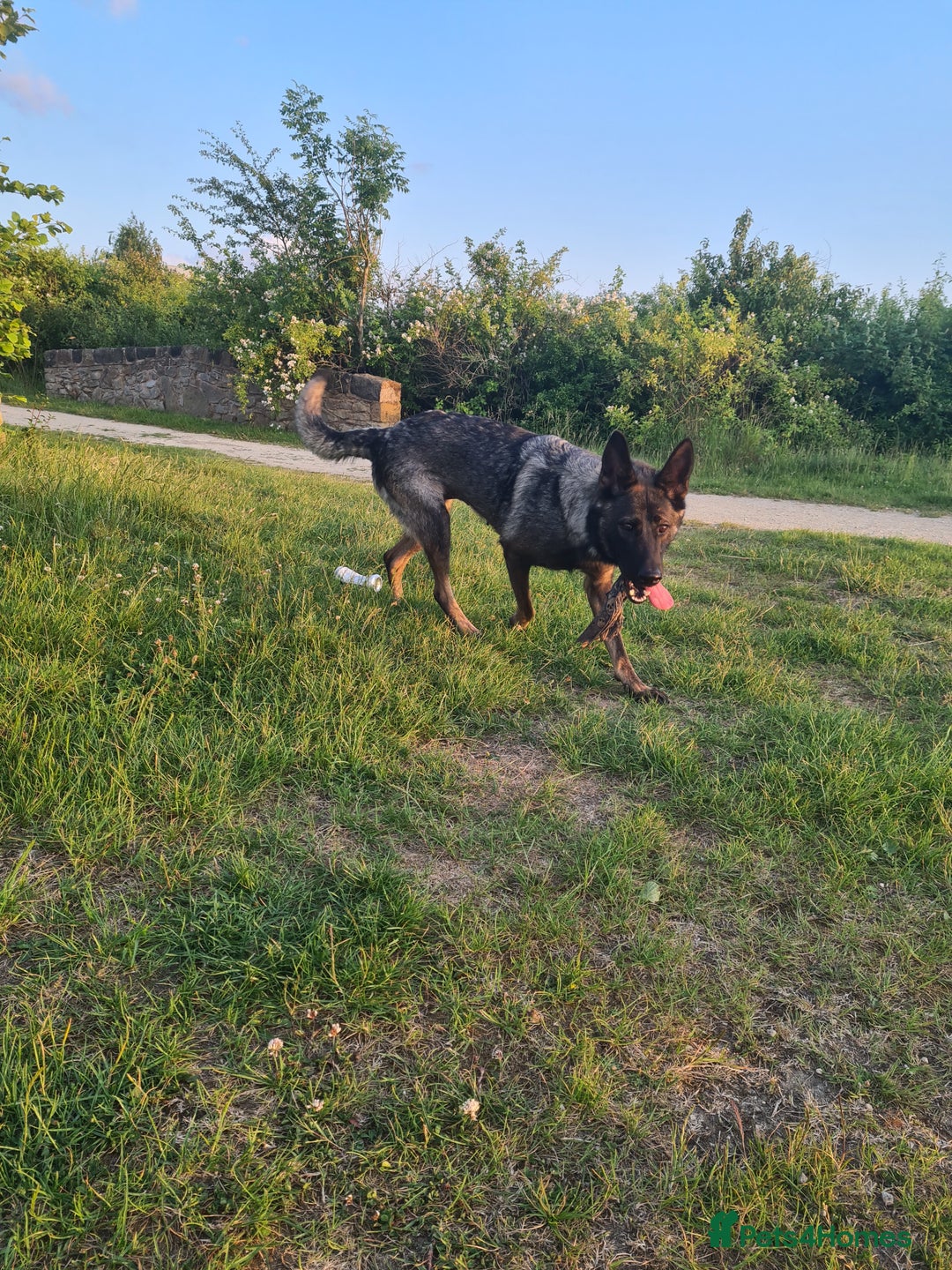 German Shepherd dogs for sale: German sheperd puppies in Rotherham - Image 19