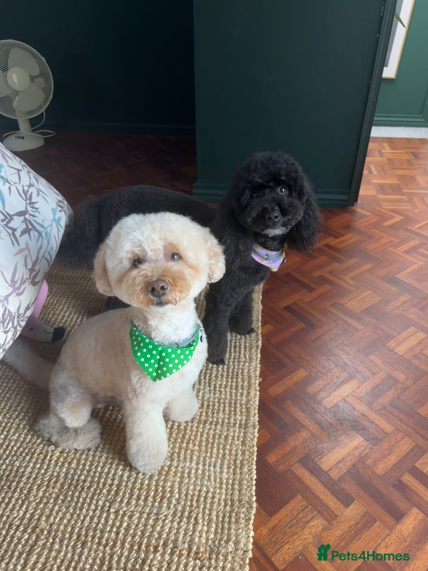 Miniature Poodle dogs Noodle the Poodle welcomes ladies - Advert 8