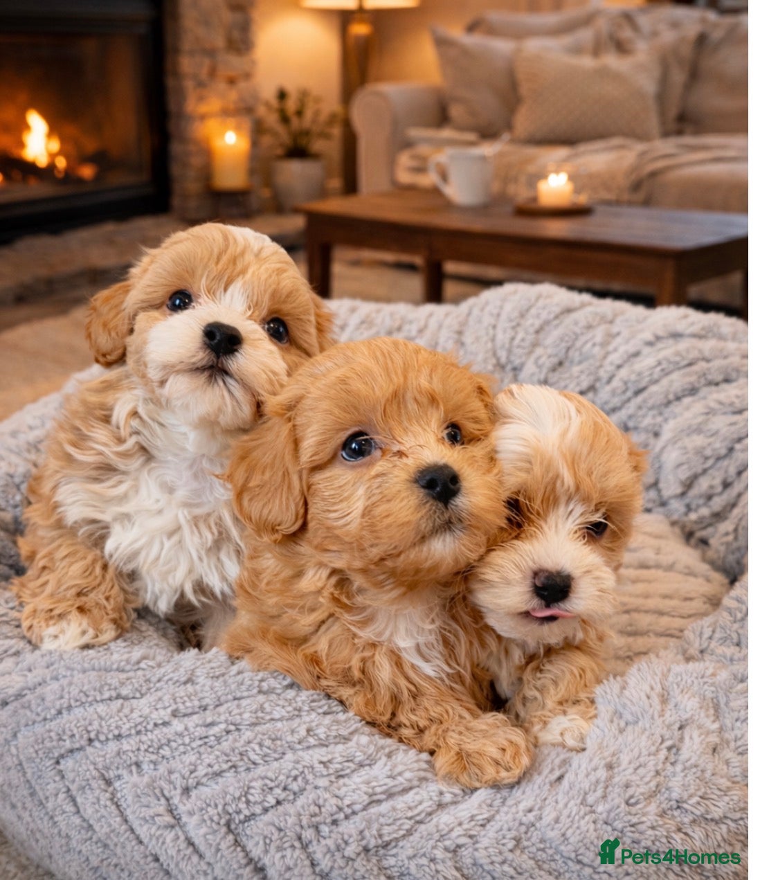 Maltipoo dogs ✨ Tiny Toy F1 Maltipoo pups ready soon ✨  - Advert 1
