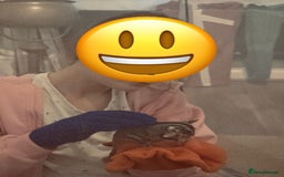 Sugar Glider rodents for sale: Joey Sugar glider!  - Advert 3