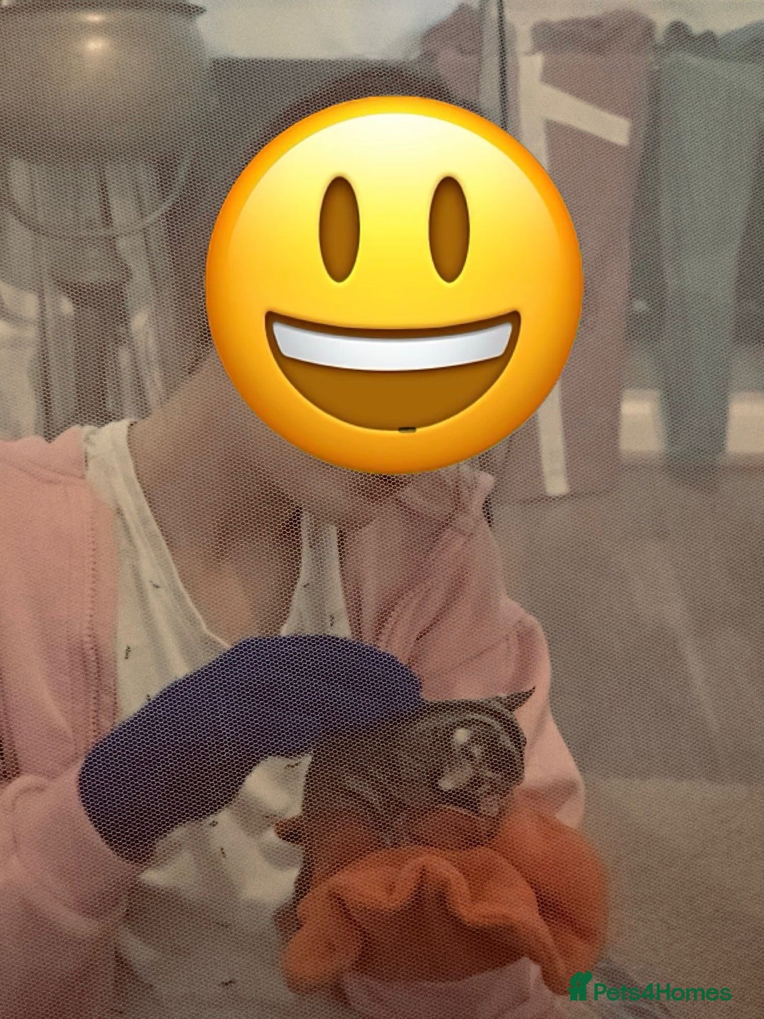 Sugar Glider rodents for sale: Joey Sugar glider!  - Advert 3