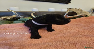 Cockapoo dogs Only 5 Male Cockapoo puppies left - Advert 16